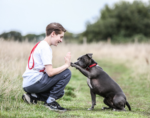 puppy dog training puppy dog training