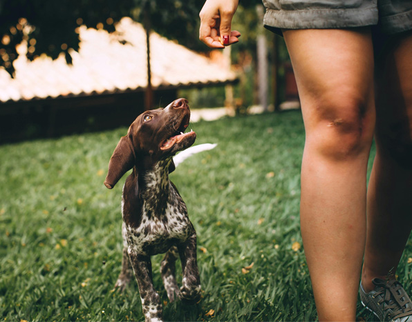 Puppy being trained to walk to heal