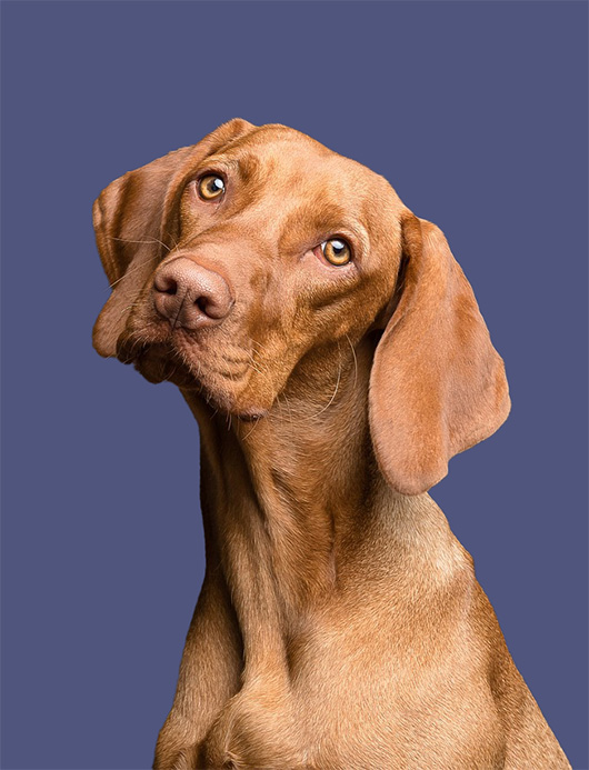 Poole dog trainer