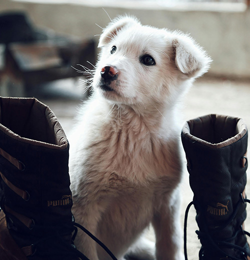 White Puppy dog
