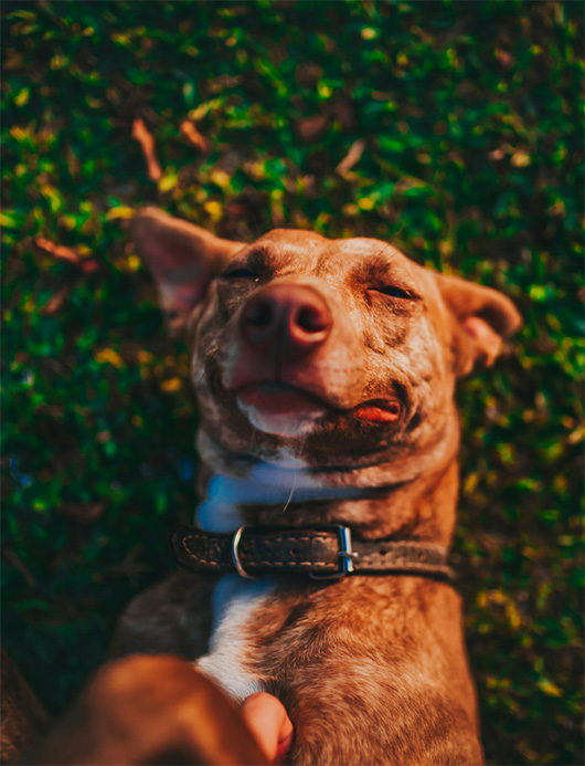 Dog lying on back and having tummy stroked