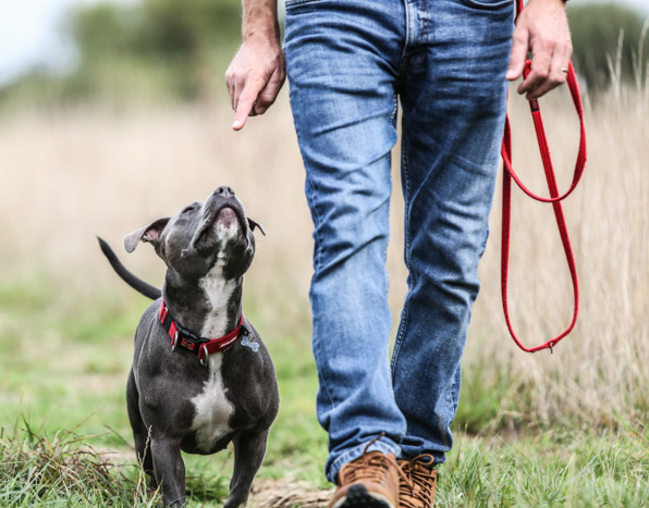1 to 1 dog training sessions
