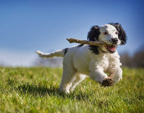 1 to 1 dog training